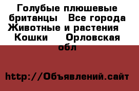 Голубые плюшевые британцы - Все города Животные и растения » Кошки   . Орловская обл.